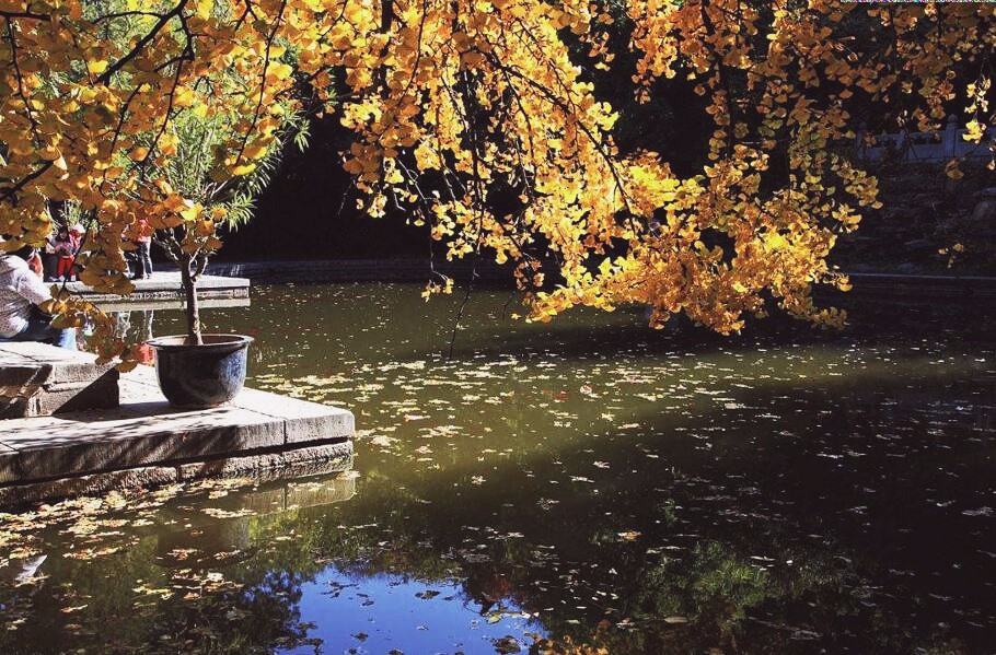 京城赏荷地图高清版,京城赏玉兰最全地图