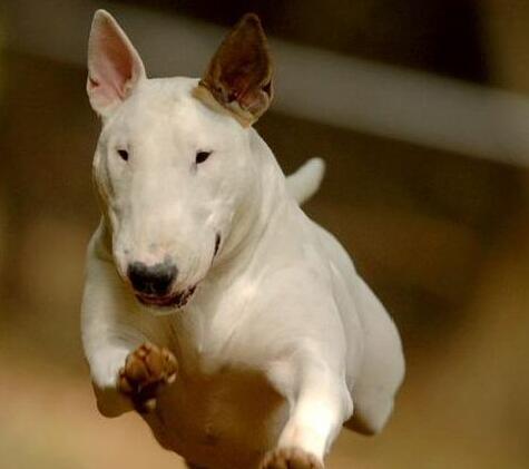 牛头梗犬优点跟缺点,牛头梗家养缺点和优点