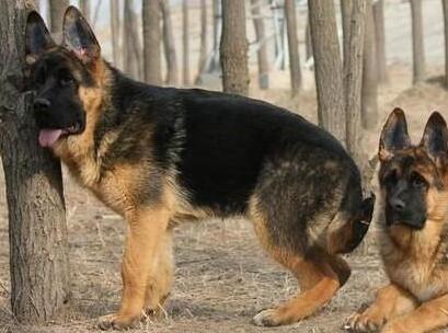 德国牧羊犬生病是怎么样的,德国牧羊犬有什么常见病