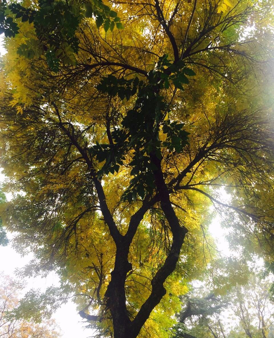 京城赏荷地图高清版,京城赏玉兰最全地图