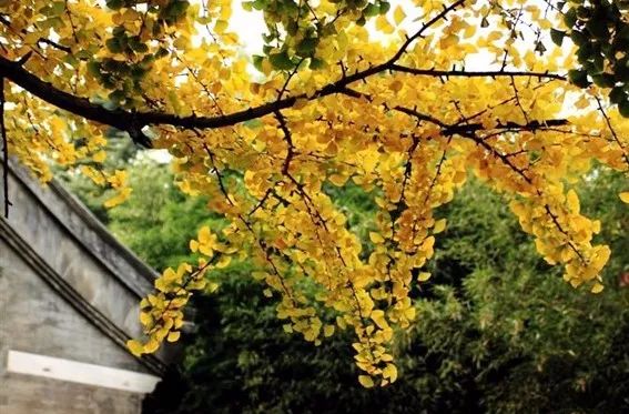 京城赏荷地图高清版,京城赏玉兰最全地图