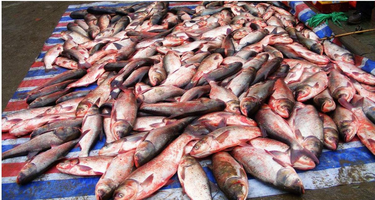 靠市场卖鱼4年赚70万，5线城市能有这成绩，算不错了吧