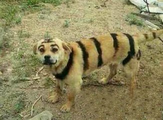 网上买的二哈是真的吗,网上500元二哈