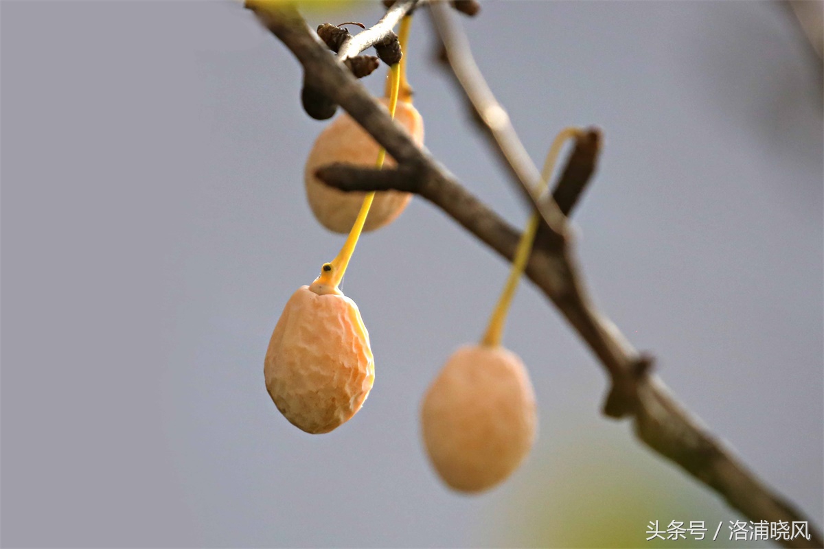 银杏果属于什么果实,银杏树结的果是什么果