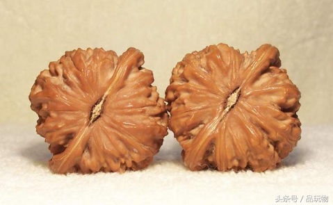 推荐白狮子头,白狮子核桃和四座楼狮子头哪个好