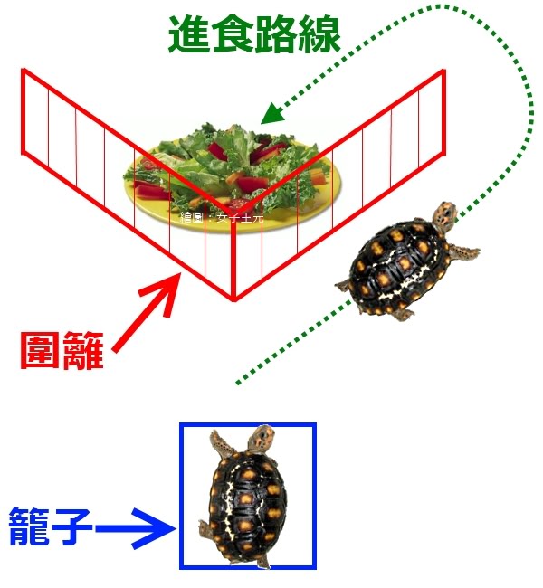 红腿象龟和樱桃红腿象龟区分,红腿象龟