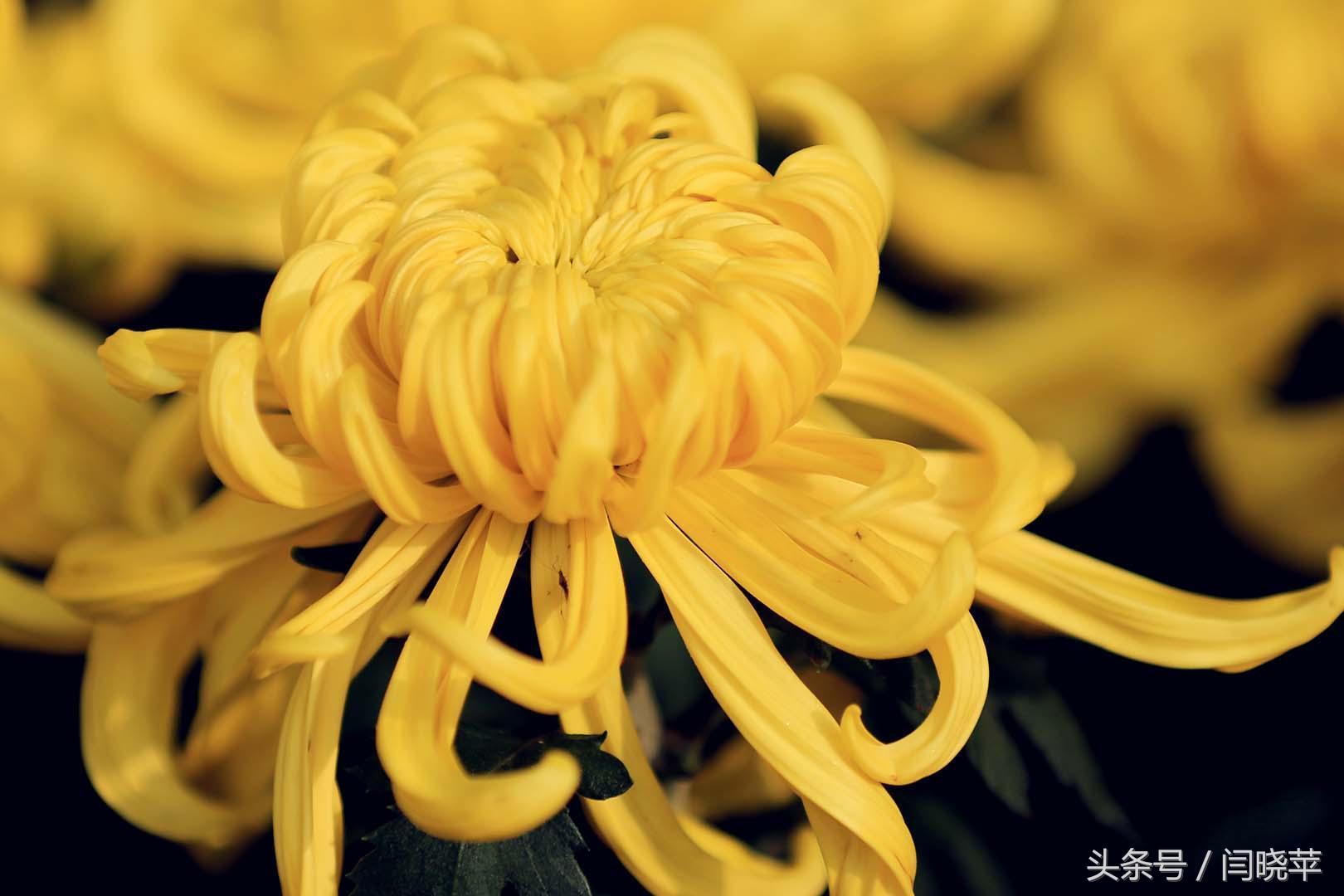 悠然菊影从何觅?南山菊姿下龙亭