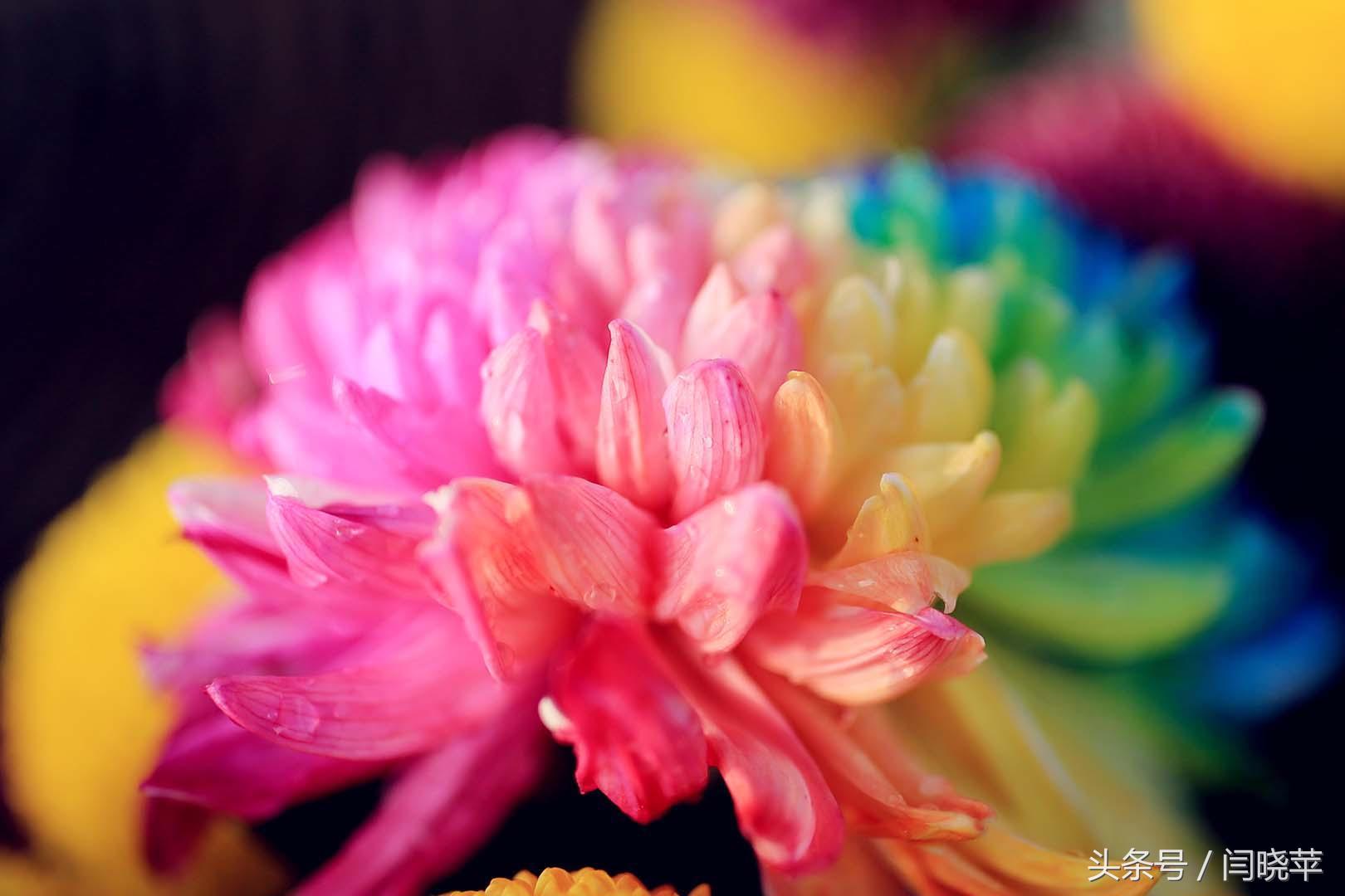 悠然菊影从何觅?南山菊姿下龙亭