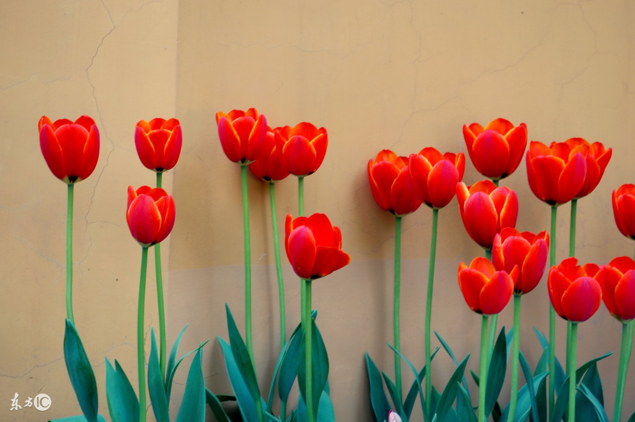 牛年转运最好的运势,牛年出生的人在龙年运势是吉是凶