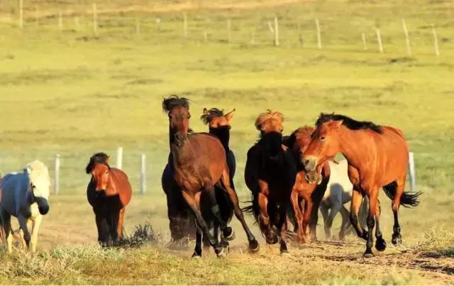 多彩鄂尔多斯欢迎你,多彩鄂尔多斯灯光秀
