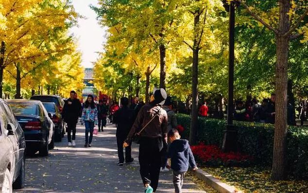 京城赏荷地图高清版,京城赏玉兰最全地图