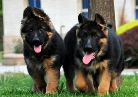 德国牧羊犬生病是怎么样的,德国牧羊犬有什么常见病