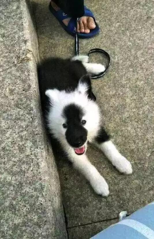 网上买的二哈是真的吗,网上500元二哈