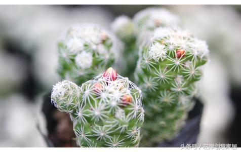 电脑旁摆放多肉植物可以“防辐射”完全是一个“传说”