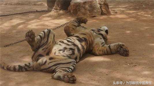 蒙药汗真的存在吗,汗蒙药是啥