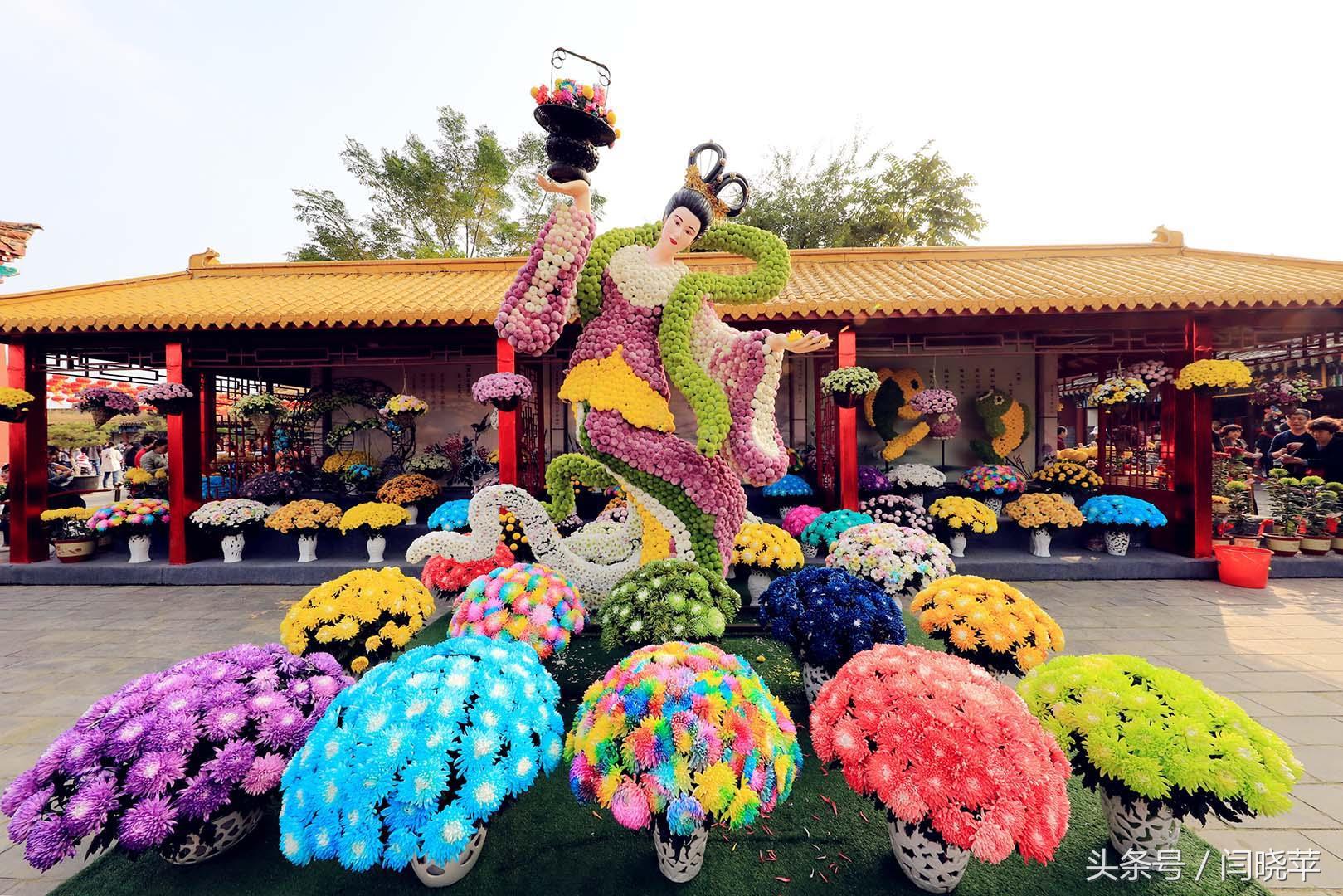 悠然菊影从何觅?南山菊姿下龙亭