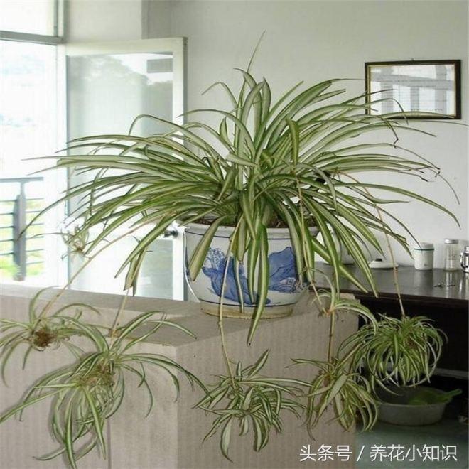 吊兰叶尖黄什么原因,吊兰移植后叶黄是什么原因