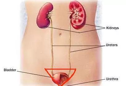 人体八大黄金穴位,人体四大疾病是哪些
