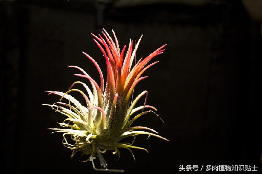 空气凤梨，懒人才会养的植物