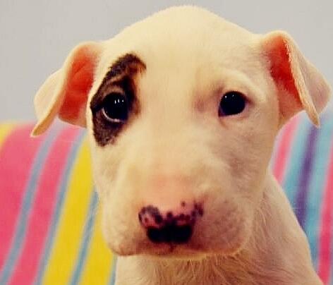 牛头梗犬优点跟缺点,牛头梗家养缺点和优点