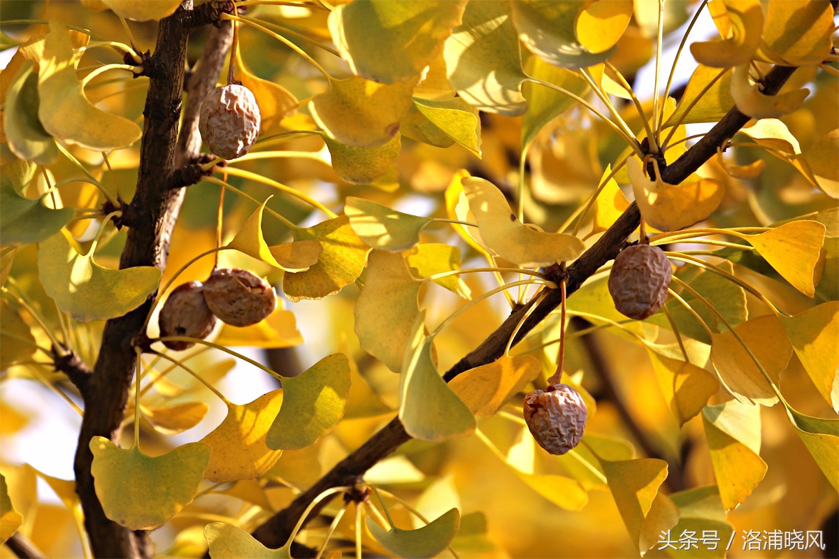 银杏果属于什么果实,银杏树结的果是什么果