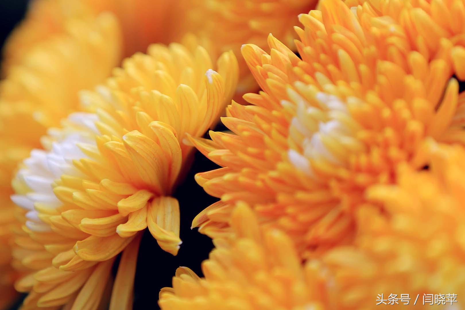 悠然菊影从何觅?南山菊姿下龙亭