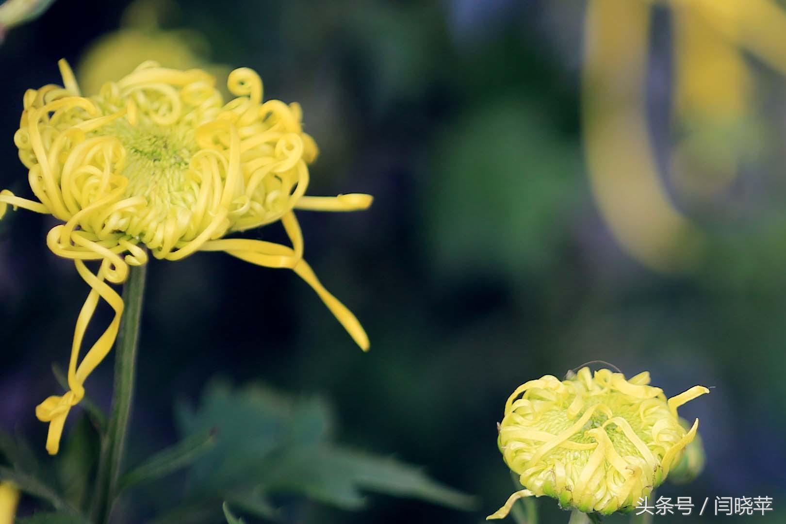 悠然菊影从何觅?南山菊姿下龙亭