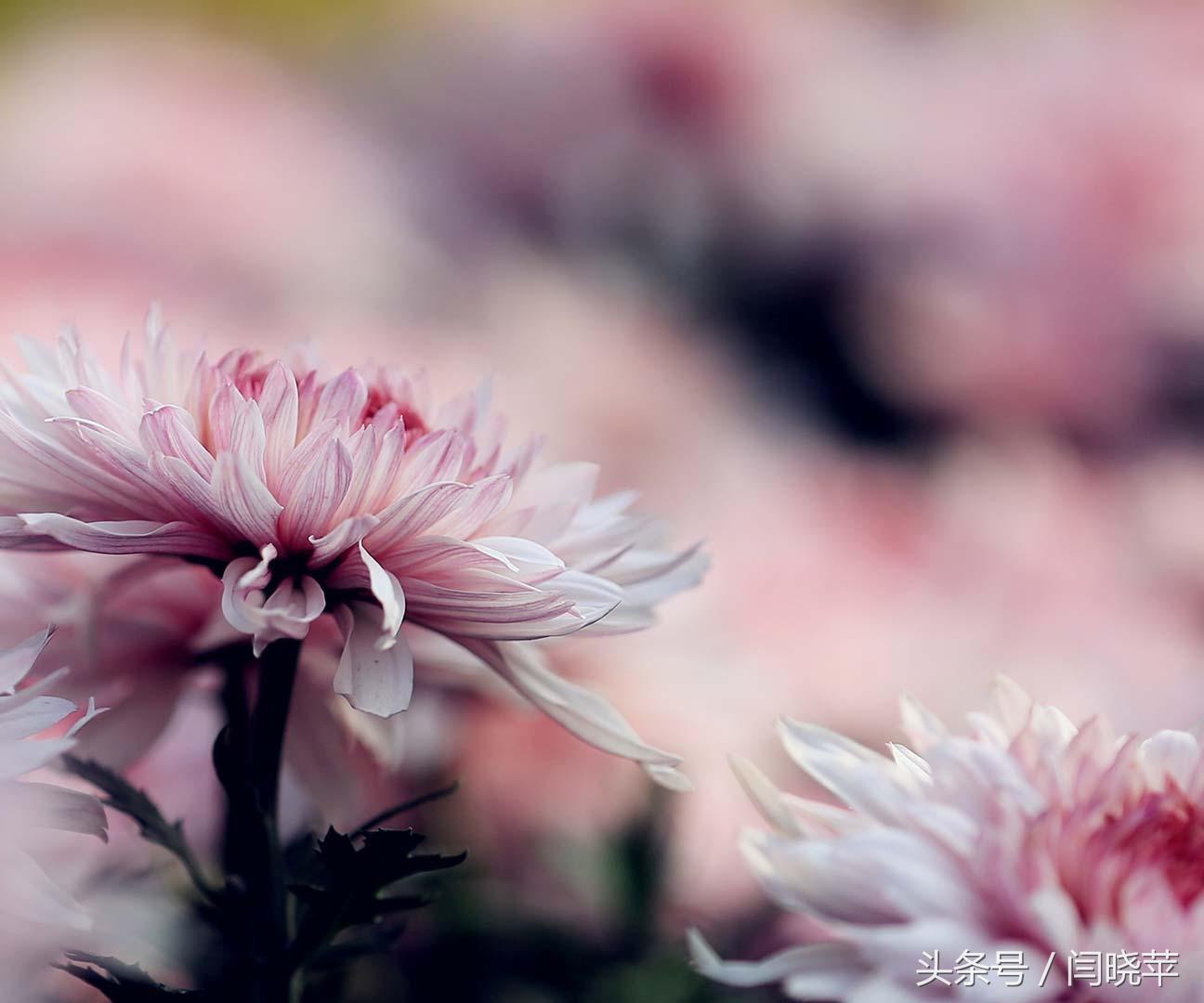 悠然菊影从何觅?南山菊姿下龙亭