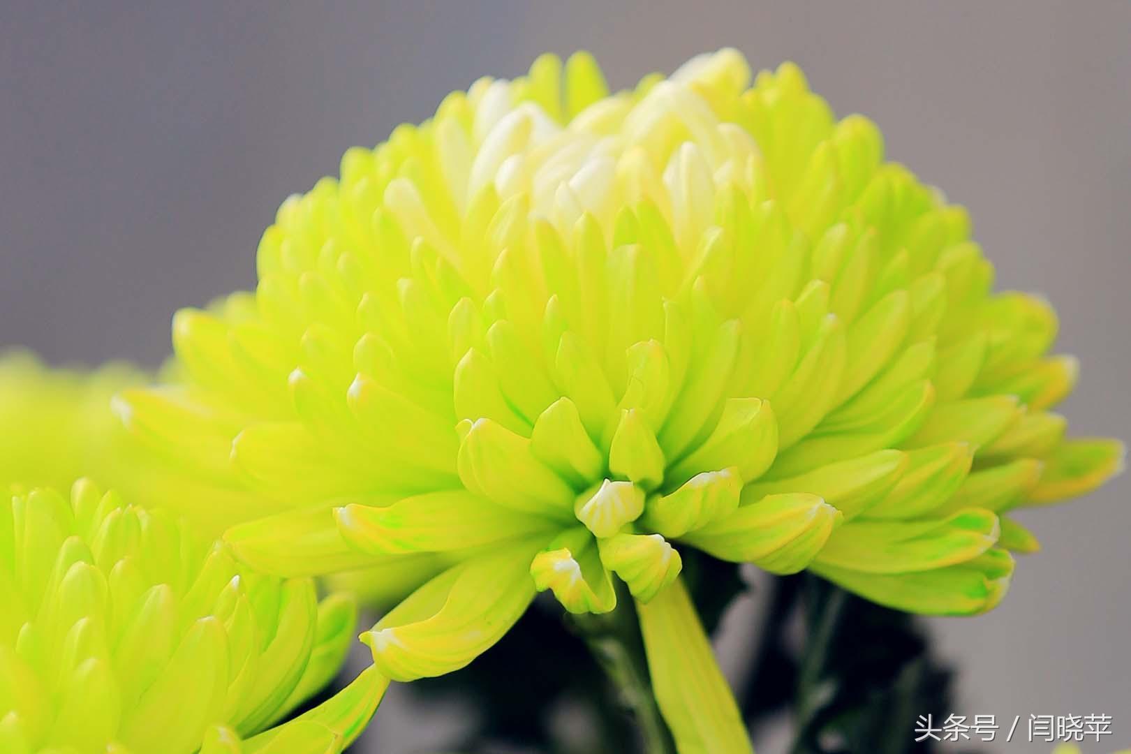 悠然菊影从何觅?南山菊姿下龙亭