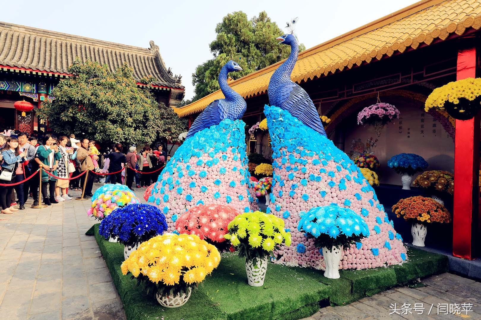 悠然菊影从何觅?南山菊姿下龙亭