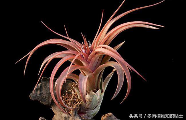 空气凤梨，懒人才会养的植物