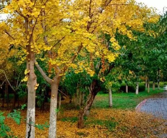 京城赏荷地图高清版,京城赏玉兰最全地图