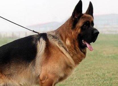 德国牧羊犬生病是怎么样的,德国牧羊犬有什么常见病