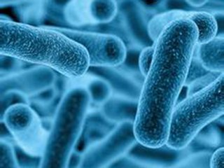 抗厌氧菌的药有哪些,抗厌氧菌最好的中草药