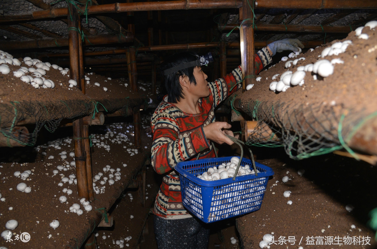 双孢菇是生料还是熟料栽培,双孢菇栽培种配方