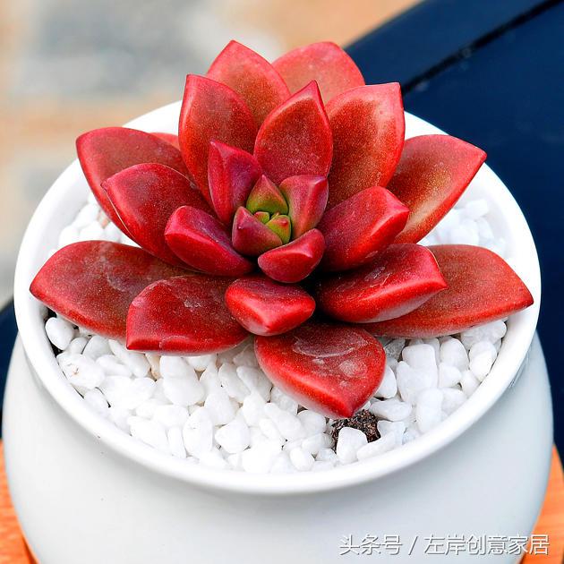 电脑旁摆放多肉植物可以“防辐射”完全是一个“传说”