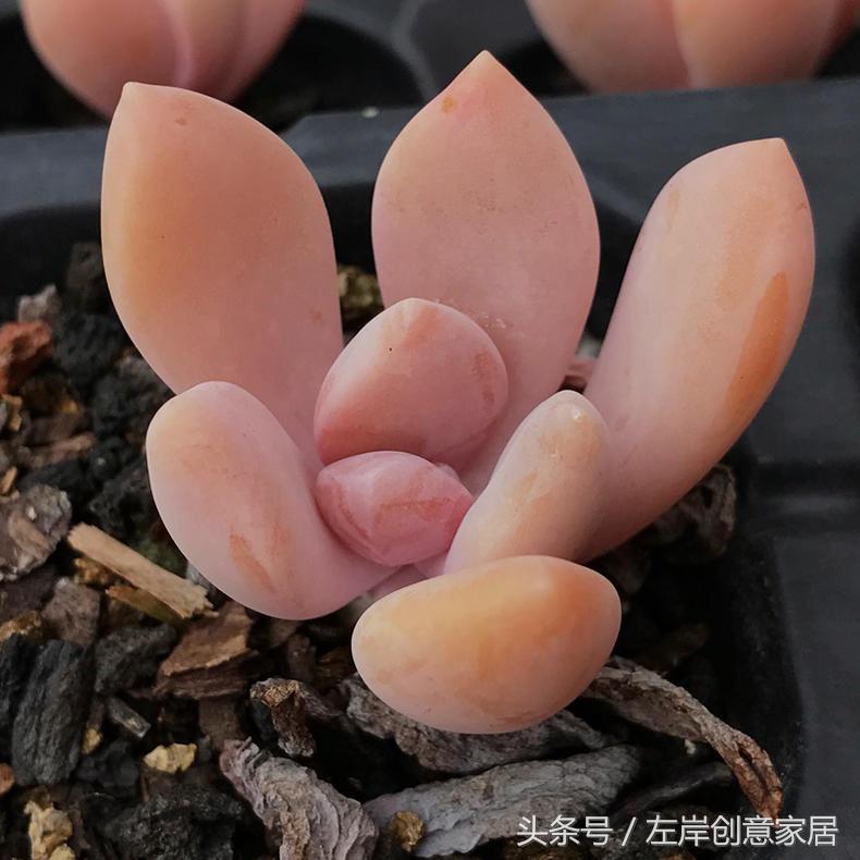 电脑旁摆放多肉植物可以“防辐射”完全是一个“传说”