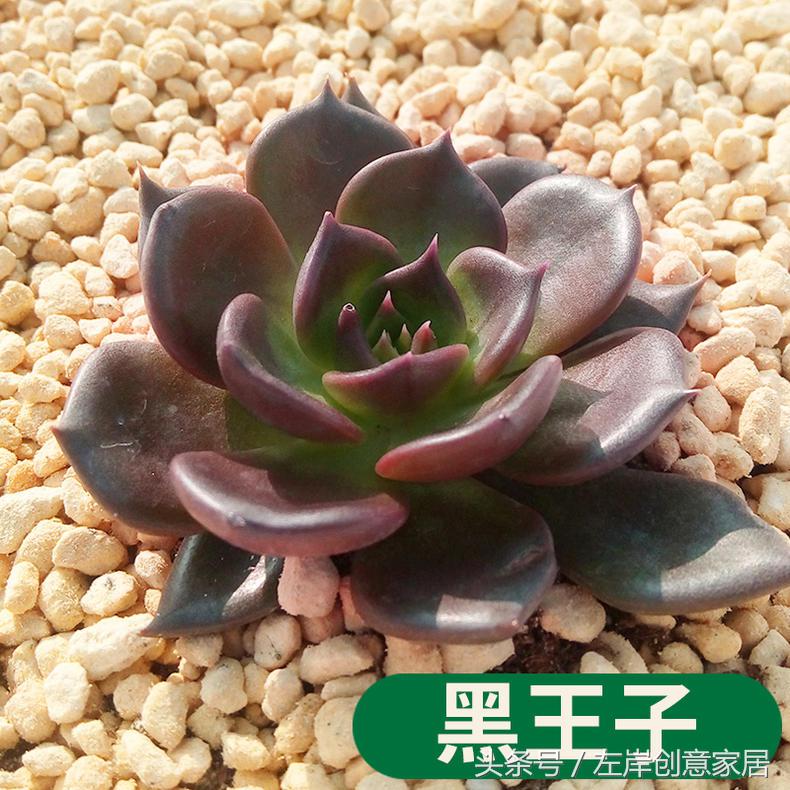 电脑旁摆放多肉植物可以“防辐射”完全是一个“传说”