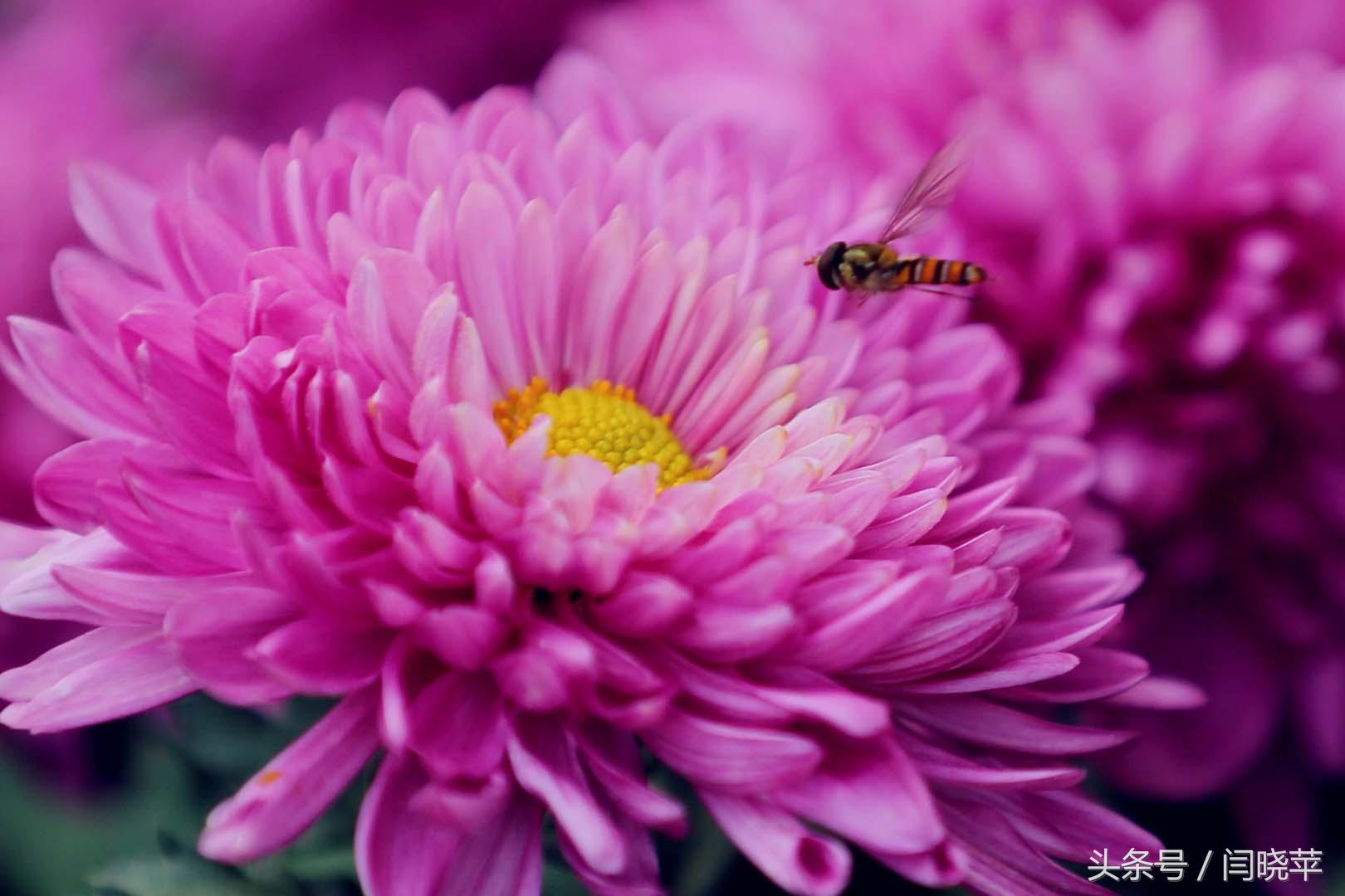 悠然菊影从何觅?南山菊姿下龙亭