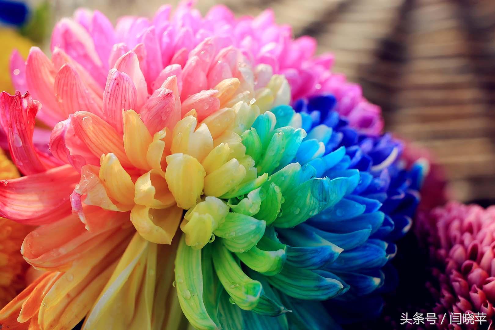 悠然菊影从何觅?南山菊姿下龙亭