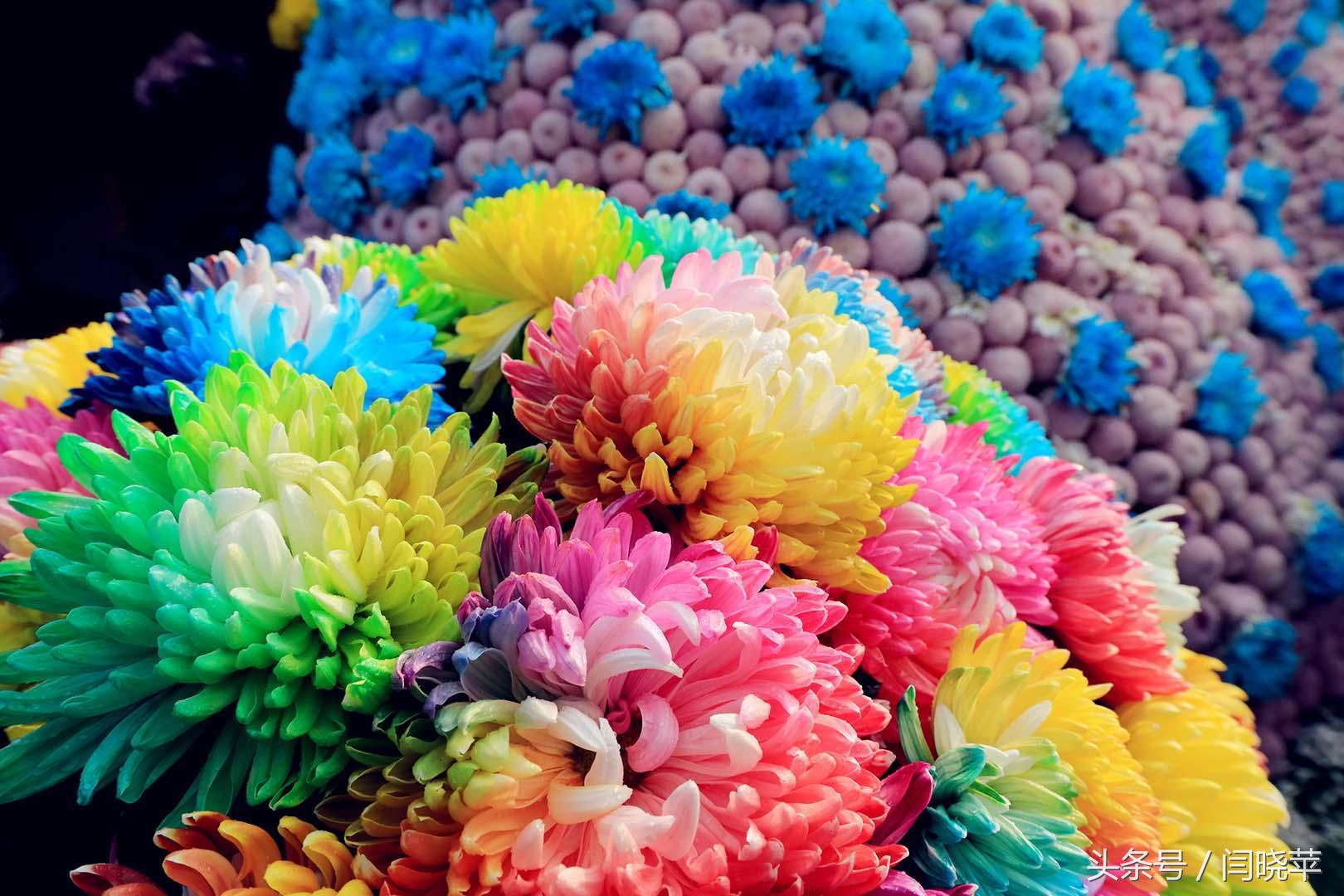 悠然菊影从何觅?南山菊姿下龙亭