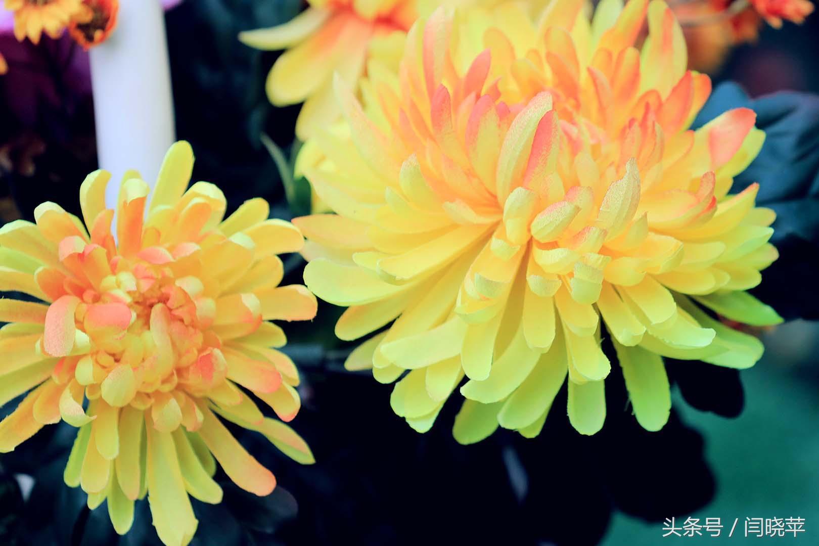 悠然菊影从何觅?南山菊姿下龙亭