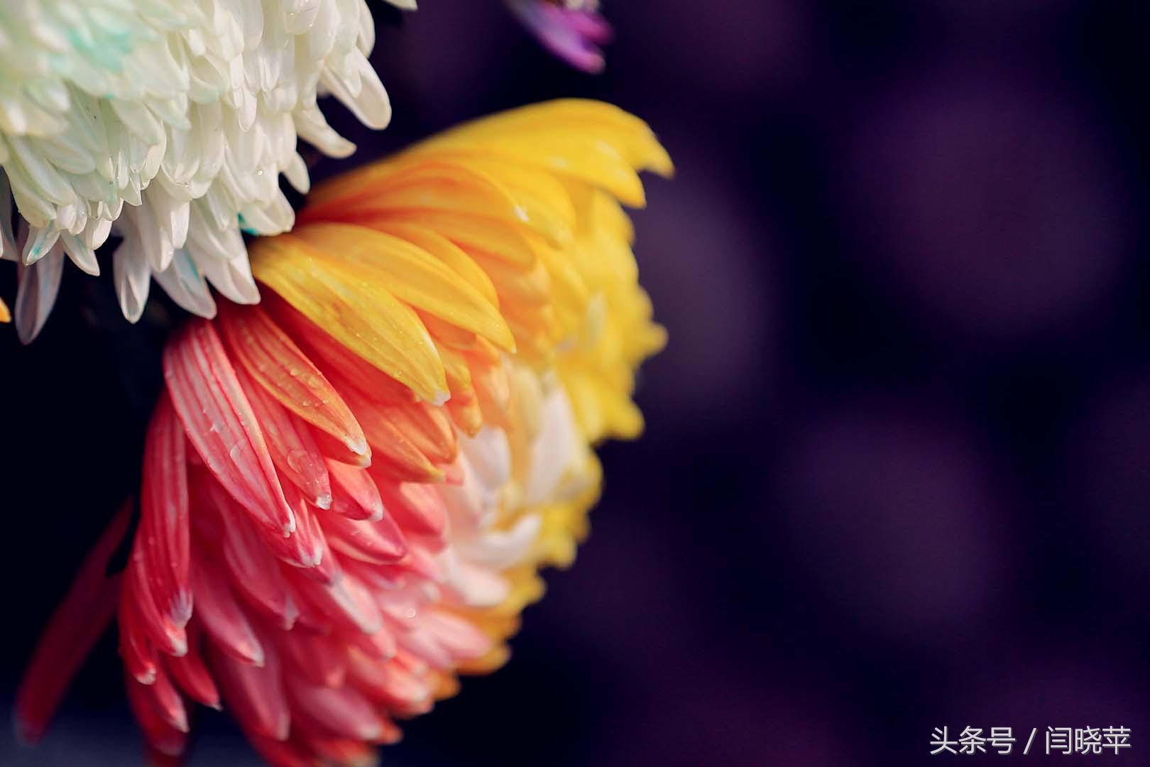 悠然菊影从何觅?南山菊姿下龙亭