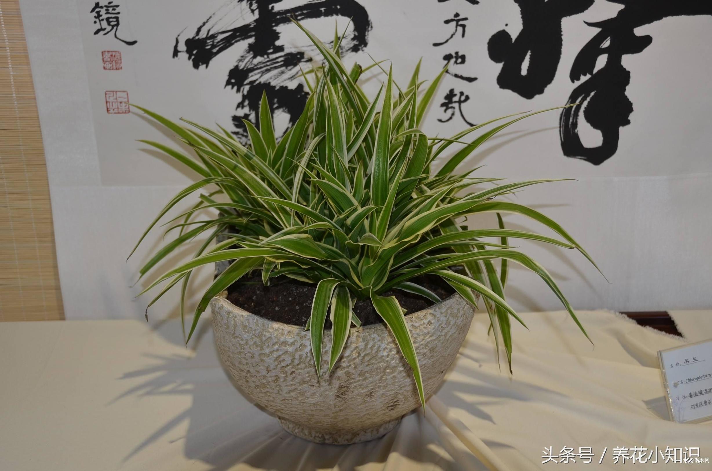 吊兰叶尖黄什么原因,吊兰移植后叶黄是什么原因