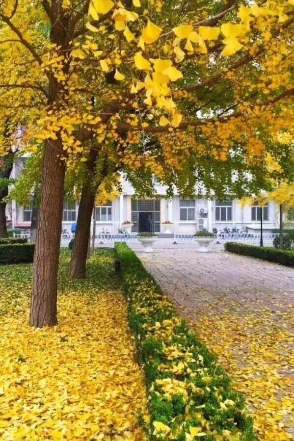 京城赏荷地图高清版,京城赏玉兰最全地图