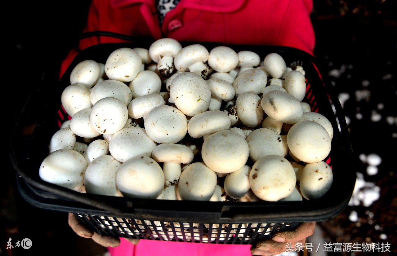 双孢菇是生料还是熟料栽培,双孢菇栽培种配方