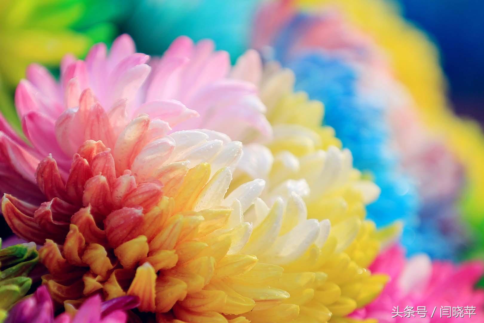 悠然菊影从何觅?南山菊姿下龙亭