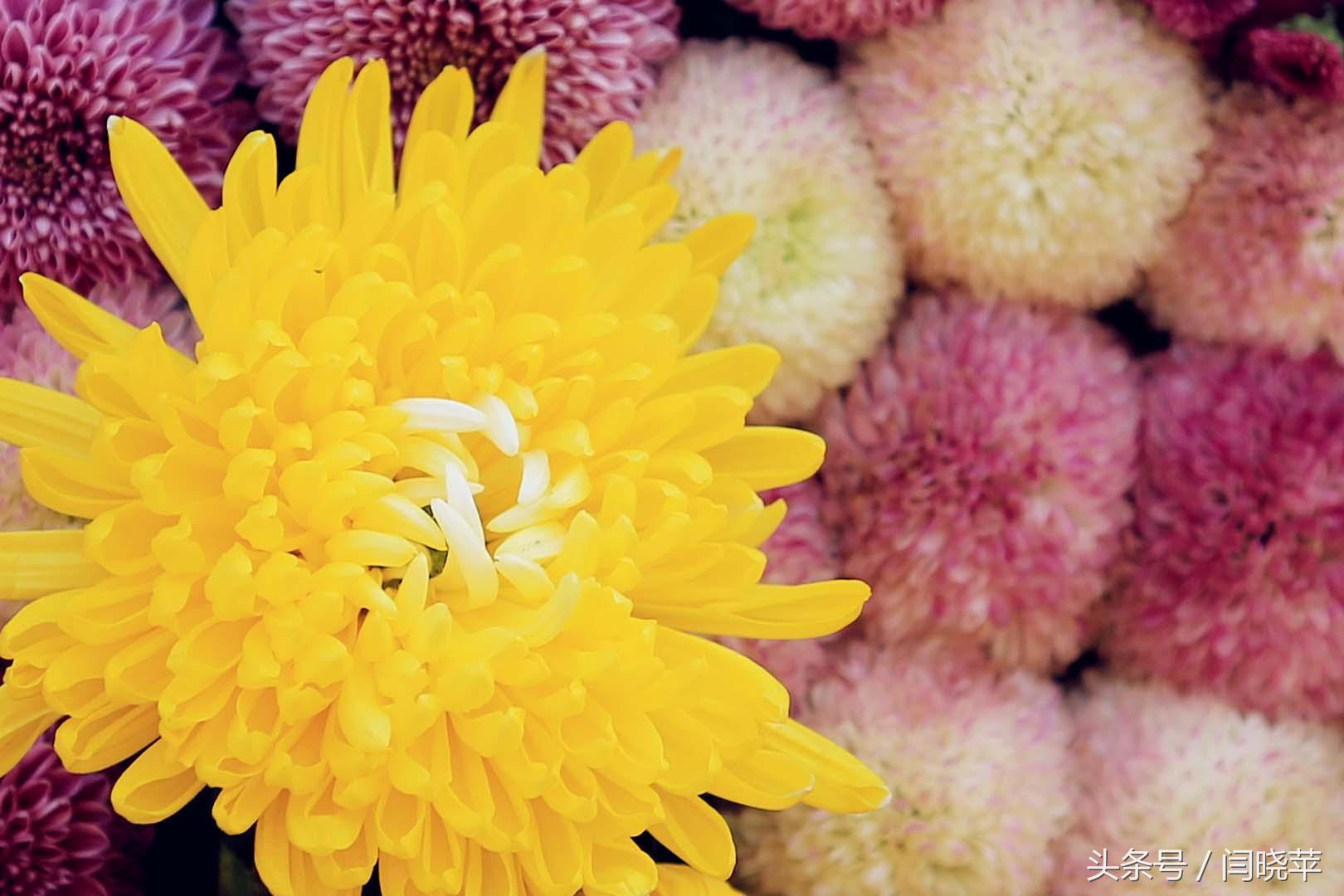 悠然菊影从何觅?南山菊姿下龙亭