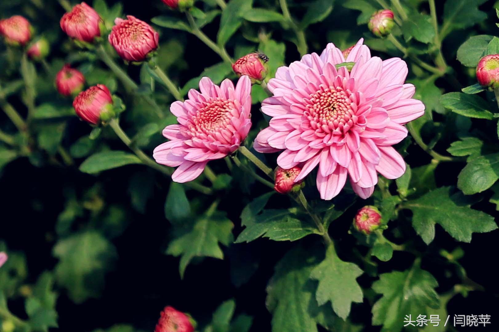 悠然菊影从何觅?南山菊姿下龙亭