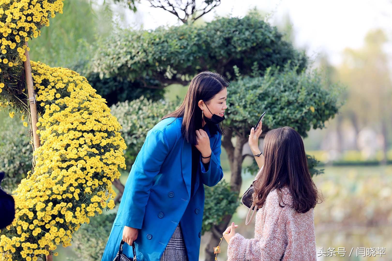 悠然菊影从何觅?南山菊姿下龙亭